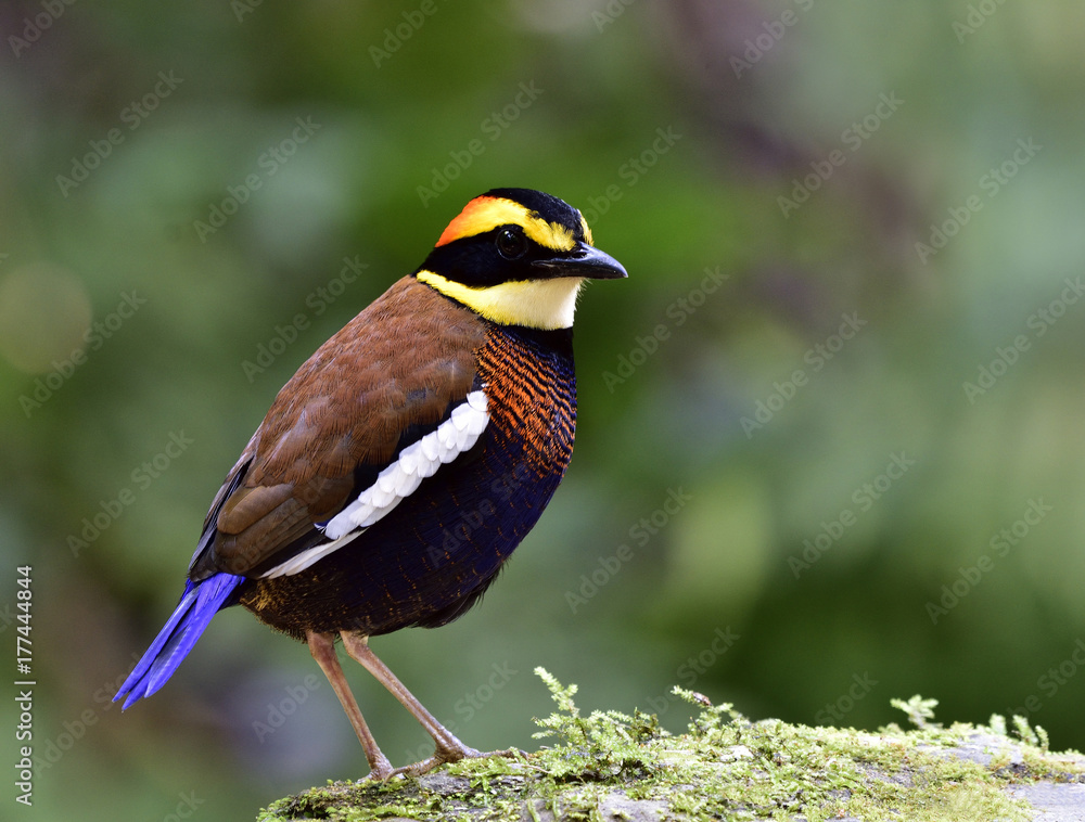 马来亚斑尾鹬（Hydrornis guajana）最美丽、色彩最鲜艳的留鸟