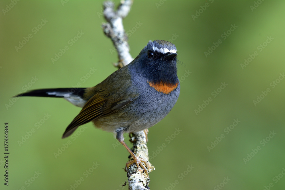 Male of Rufous-gorgeted flycatcher (Ficedula strophiata) beautiful brown and grey bird with orange f