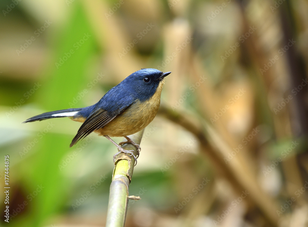 Slaty blue flycatcher（Ficedula tricolor）雄性，可爱的蓝鸟，黄色腹部，栖息在st上