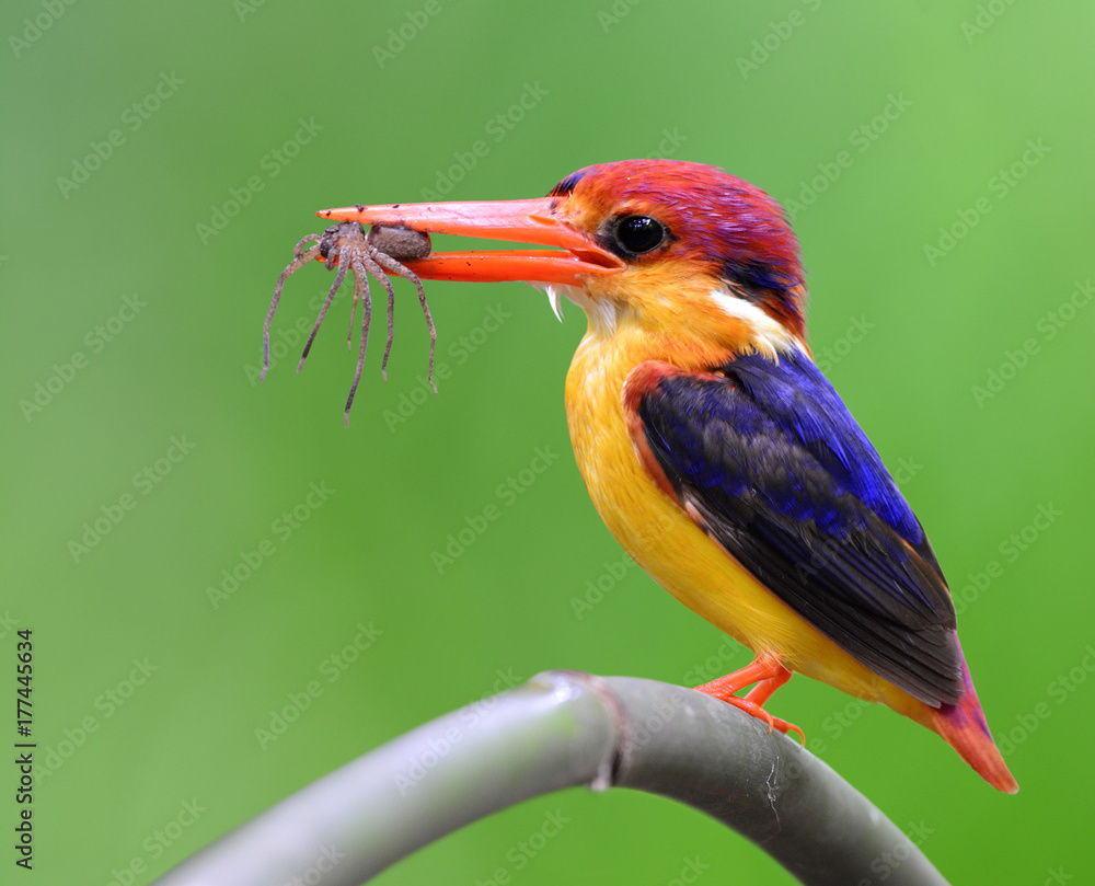 Oriental dwarf kingfisher (Ceyx erithaca) or Black-backed, a beautiful tiny orange bird with dark bl