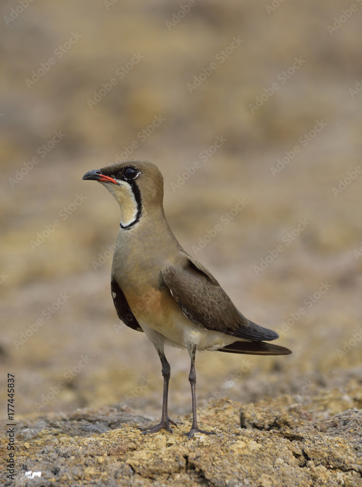 Oriental pratincole（Glareola maldivarum）被称为站在dr上的蚱蜢鸟或燕子鸻