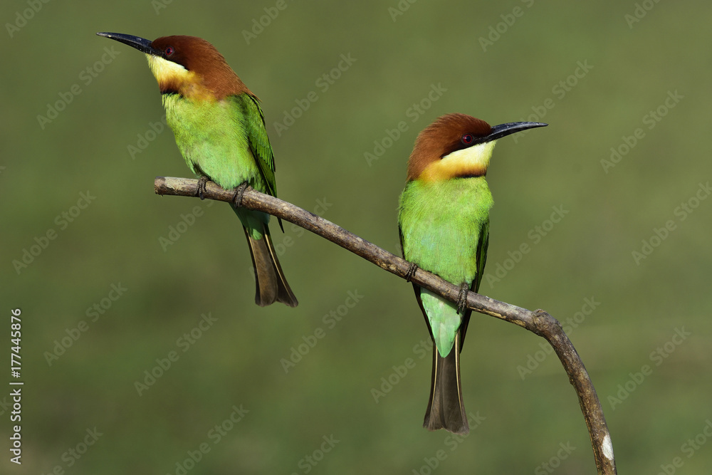 一对栗头食蜂（Merops leschenaulti）美丽的绿色鸟，棕色头栖息