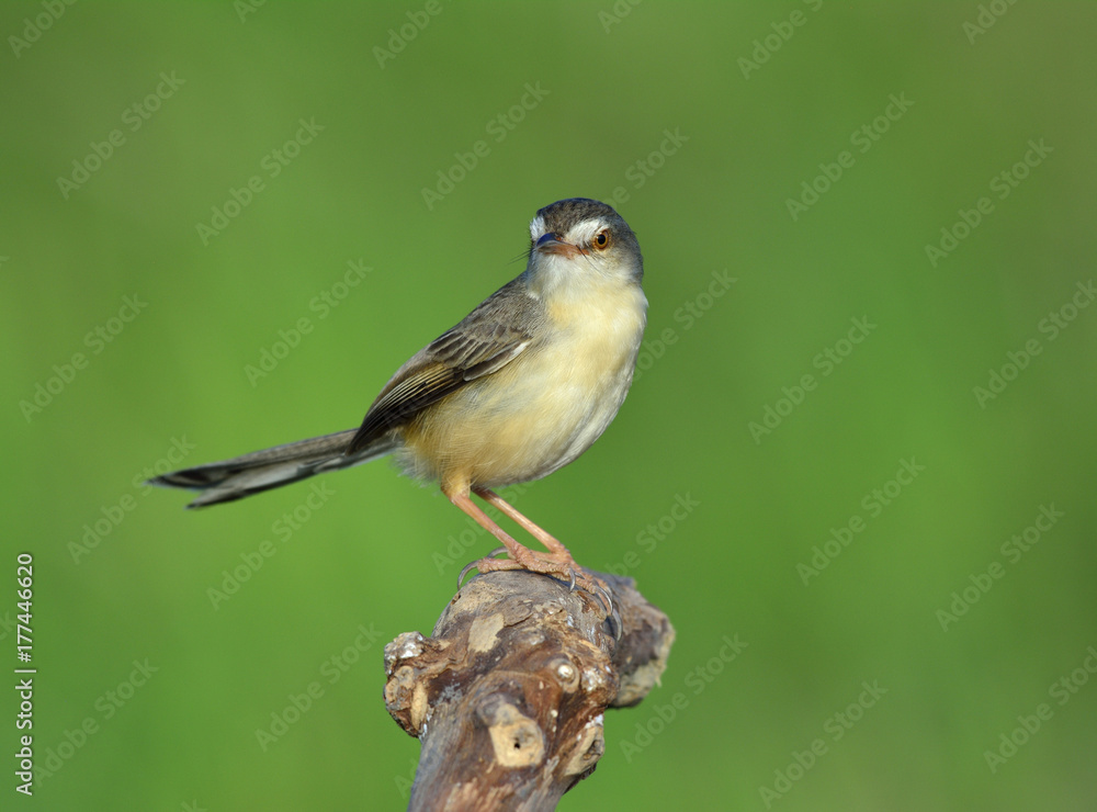 平原普里尼亚（Prinia inornata）自然界中栖息在木杆上的美丽鸟类，外来生物