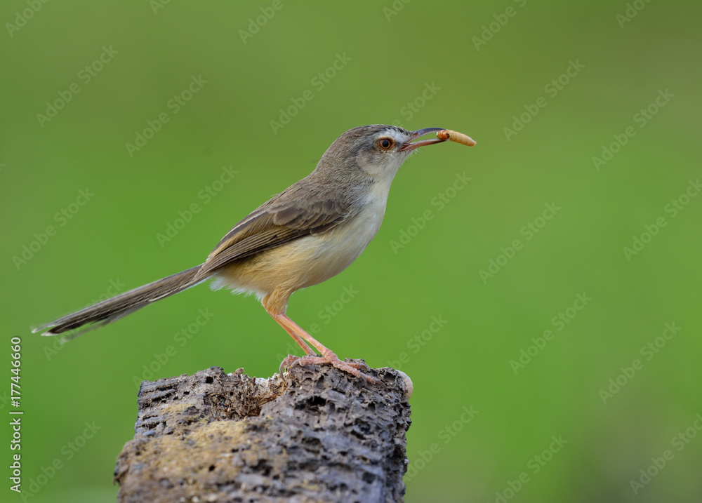 Plain Prinia (Prinia inornata) beautiful brown bird perching on wooden pole with worm meal in his mo