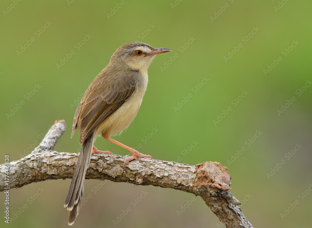 平原普里尼亚（Prinia inornata）美丽的棕色到黄色的鸟，长尾栖息在树枝上