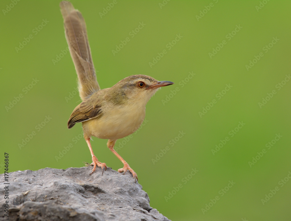 平原普里尼亚（Prinia inornata）美丽的棕色到黄色的鸟，摇着尾巴栖息在泥土上