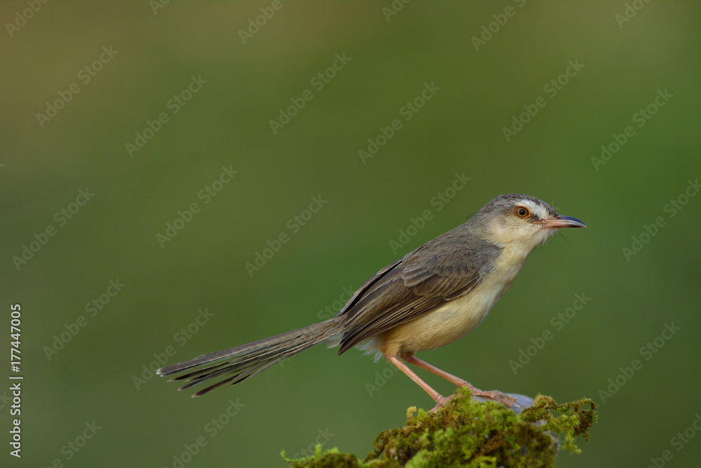 平原普里尼亚（Prinia inornata）美丽的灰色鸟类栖息在长满青苔的地方，充满异国情调