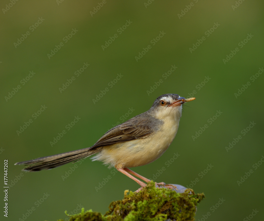 平原普里尼亚（Prinia inornata）美丽的灰色鸟在长满青苔的棍子上吐槽，手里拿着蠕虫大餐。