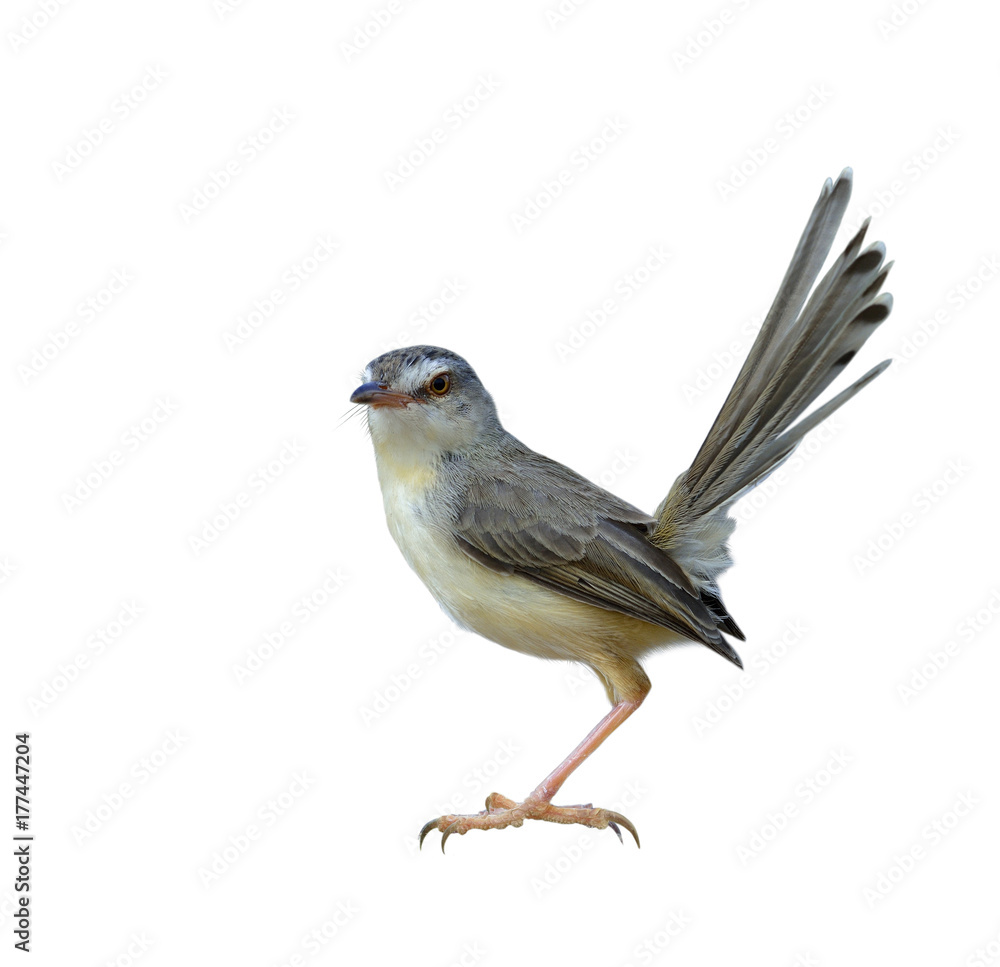 平原普里尼亚（Prinia inornata）美丽的灰色鸟摇着尾巴，孤立在白色背景上，令人惊叹