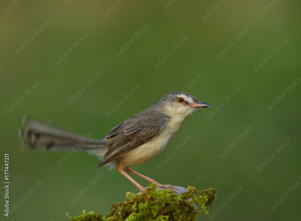 平原普里尼亚（Prinia inornata）美丽的灰色鸟，栖息在长满青苔的棍子上，尾巴在gre上移动