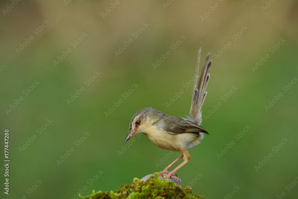 平原普里尼亚（Prinia inornata）美丽的浅棕色到灰色的鸟，长尾栖息在长满苔藓的sp上