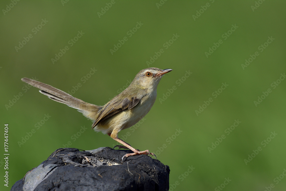 平原普里尼亚（Prinia inornata）可爱的棕色鸟，栖息在黑色土杆上，尾巴向上摆动，e