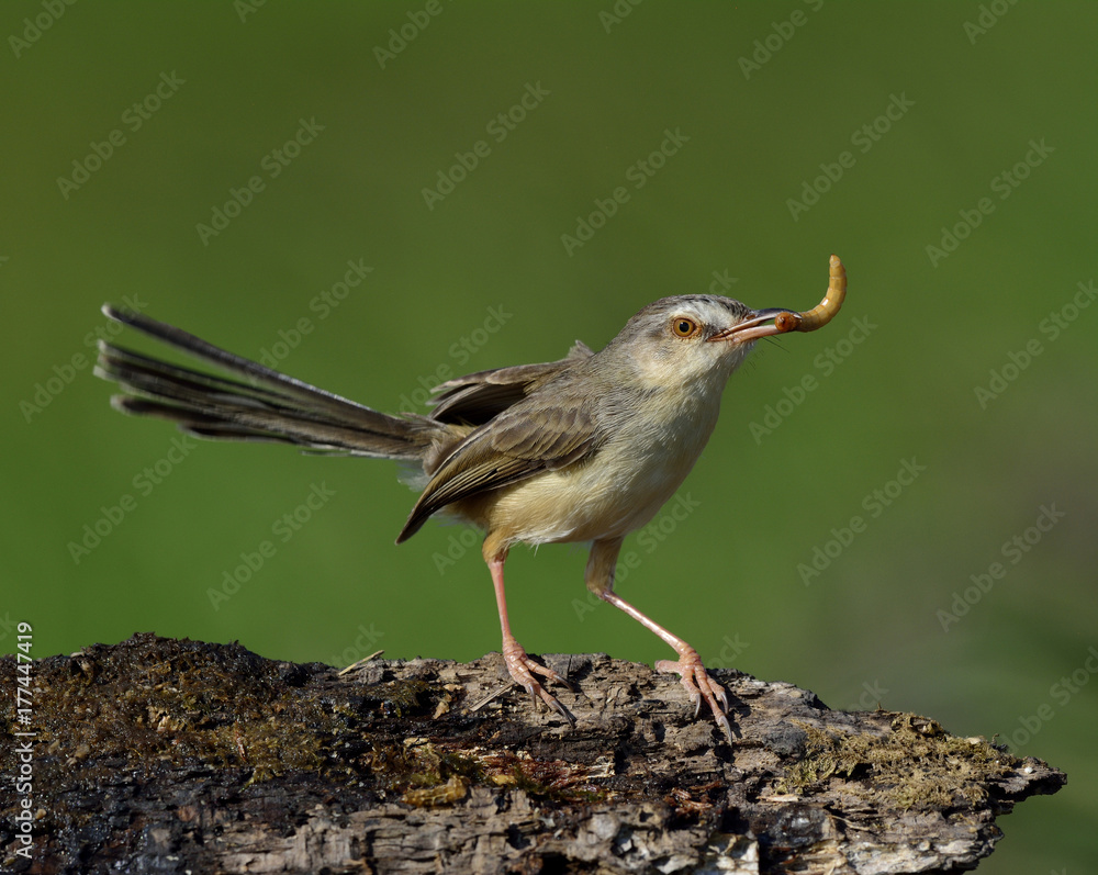 平原普里尼亚（Prinia inornata）可爱的棕色鸟栖息在黑色木板上，嘴里含着蠕虫粉。