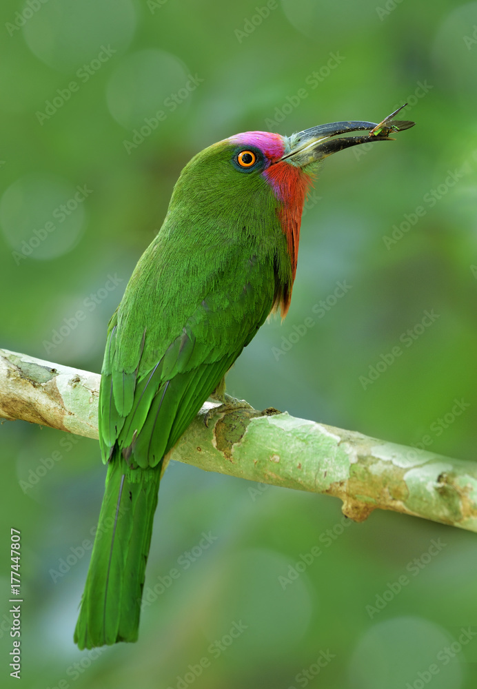 红胡子食蜂鸟（Nyctyrornis amictus）栖息着美丽的绿色鸟，有红色和粉色的胡子