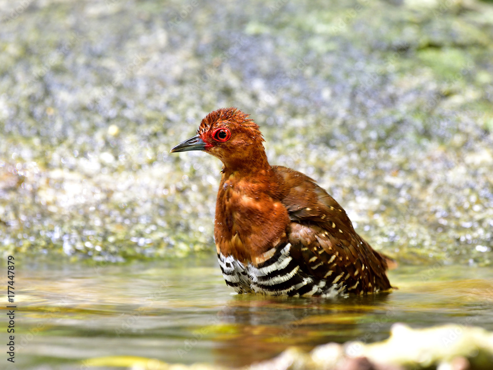 Red-legged crake (Rallina fasciata) beautiful red waterbird in the rail and crake family showering i