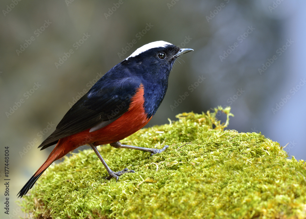 River chat or White capped Water Redstart（phoenicurus leuccephalus）black and red bird with White河聊或白