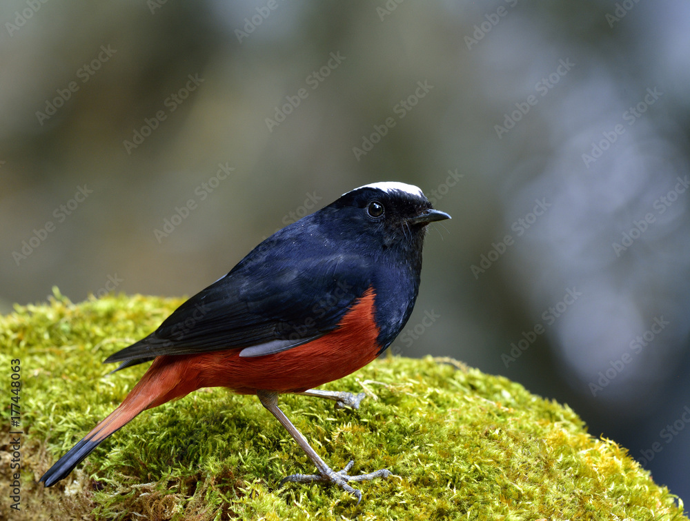 河聊或白帽水红启动（phoenicurus leuccephalus）黑白相间的白鸟