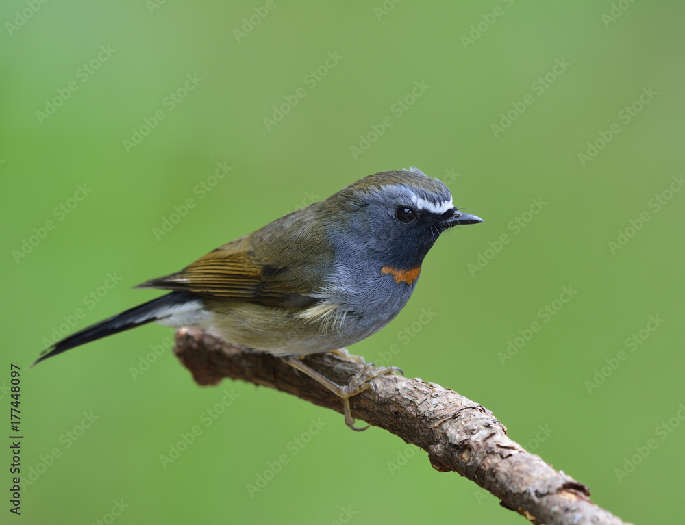 Rufus gorgeted flycatcher（Ficedula strophiata）美丽的棕色和灰色鸟类栖息在草地上