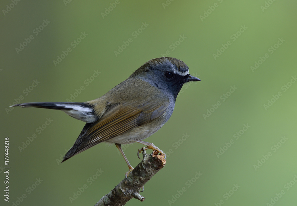 Rufus gorgeted flycatcher（Ficedula strophiata）美丽的棕色和灰色鸟，带有橙色标记o