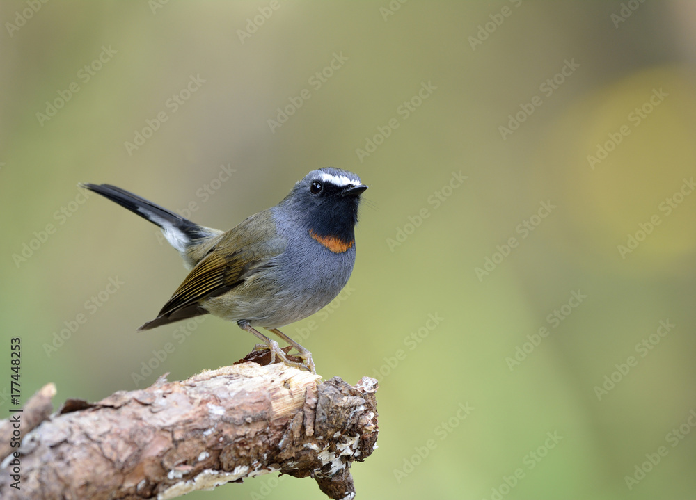 Rufus gorgeted flycatcher（Ficedula strophiata）美丽的棕色和灰色鸟类，带有橙色标记o