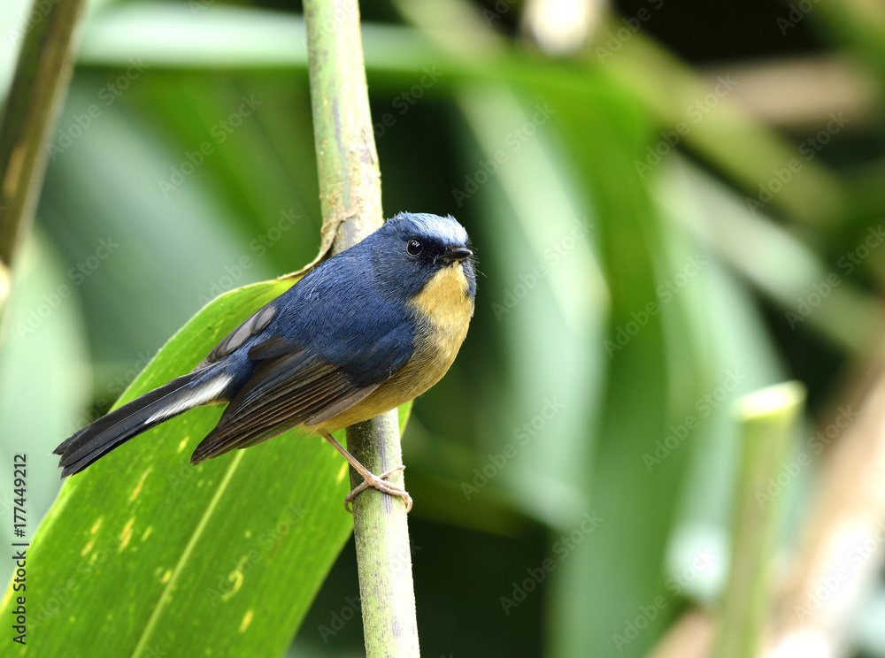 Slaty blue flycatcher（Ficedula tricolor）可爱的蓝鸟，黄色腹部栖息在树枝上