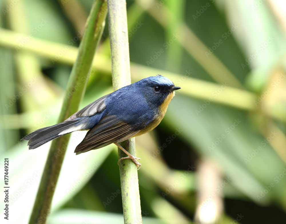 Slaty blue flycatcher（Ficedula tricolor）可爱的蓝鸟，黄色腹部，栖息在棍子上