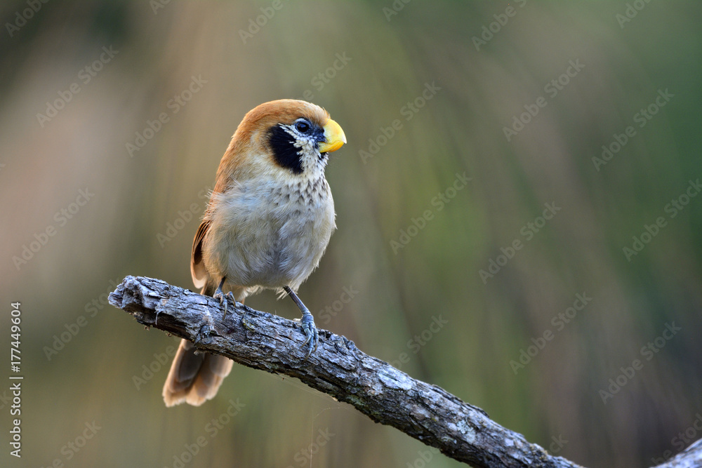 斑胸鹦嘴鸟（Paradogornis guttaticollis）栖息在o上，可爱的棕色鸟，黑色脸颊。