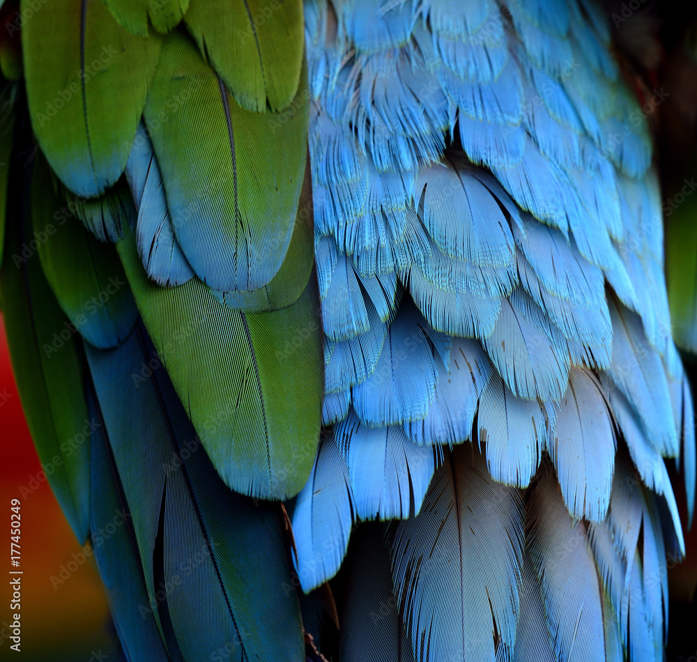 The blur of multi color background of Green-winged Macaw parrot bird feathers, beautiful texture