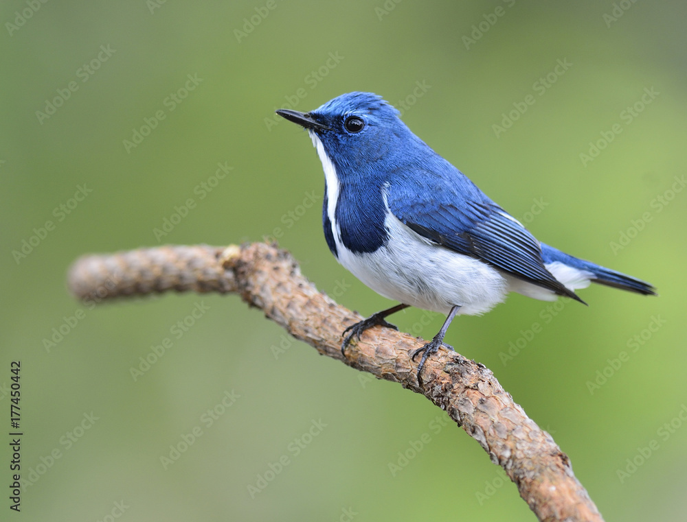 Ultamarine Flycatcher（superciliaris ficedula），一只美丽的蓝色小鸟，栖息在绒毛胸罩上