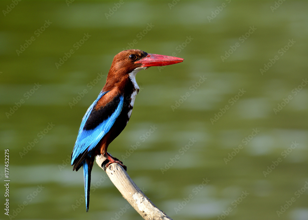 白喉（Halcyon smyrnensis）白胸、树或士麦那翠鸟栖息在树枝上