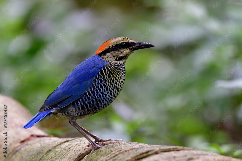 Blue Pitta（Hydrornis cyaneus）美丽的蓝色鸟，腹部有条纹，红色头部站在大lo上