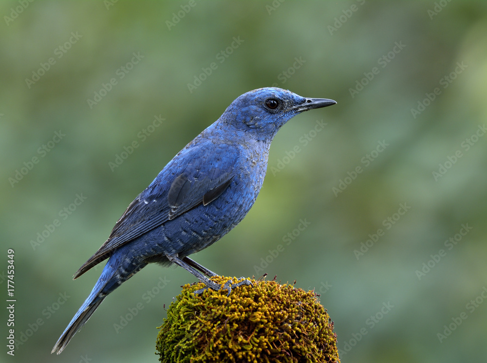 蓝岩画眉（Monticola solitarius）令人惊叹的浅色鸟栖息在模糊的gre上长满青苔的地方