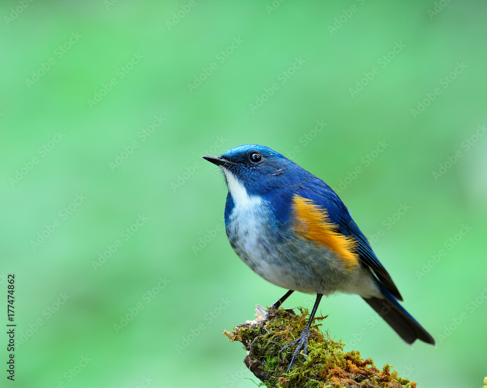 喜马拉雅蓝尾或橙色两侧的丛林知更鸟（Tarsiger rufilatus）栖息在模糊的绿色背部