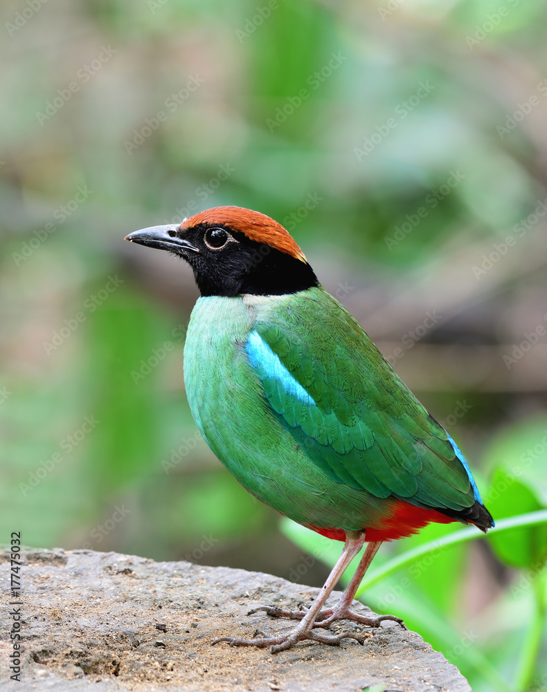 带帽皮塔（pitta sordida）美丽的绿色鸟，黑色和棕色的头栖息在木头上