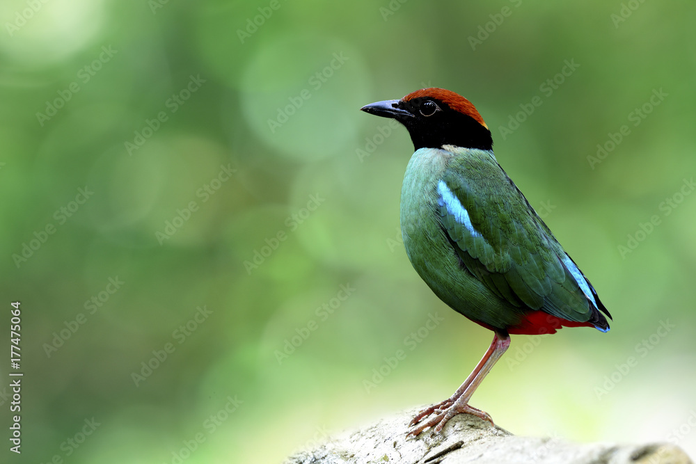 Hooded Pitta (Pitta sordida) beautiful green bird with black face brown head and red vent fully stan