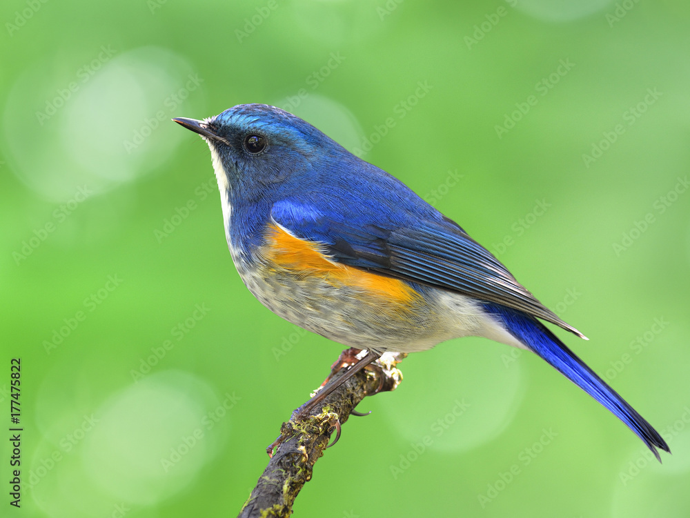 喜马拉雅蓝尾或橙色两侧的丛林知更鸟（Tarsiger rufilatus）的雄性，美丽的蓝鸟智慧