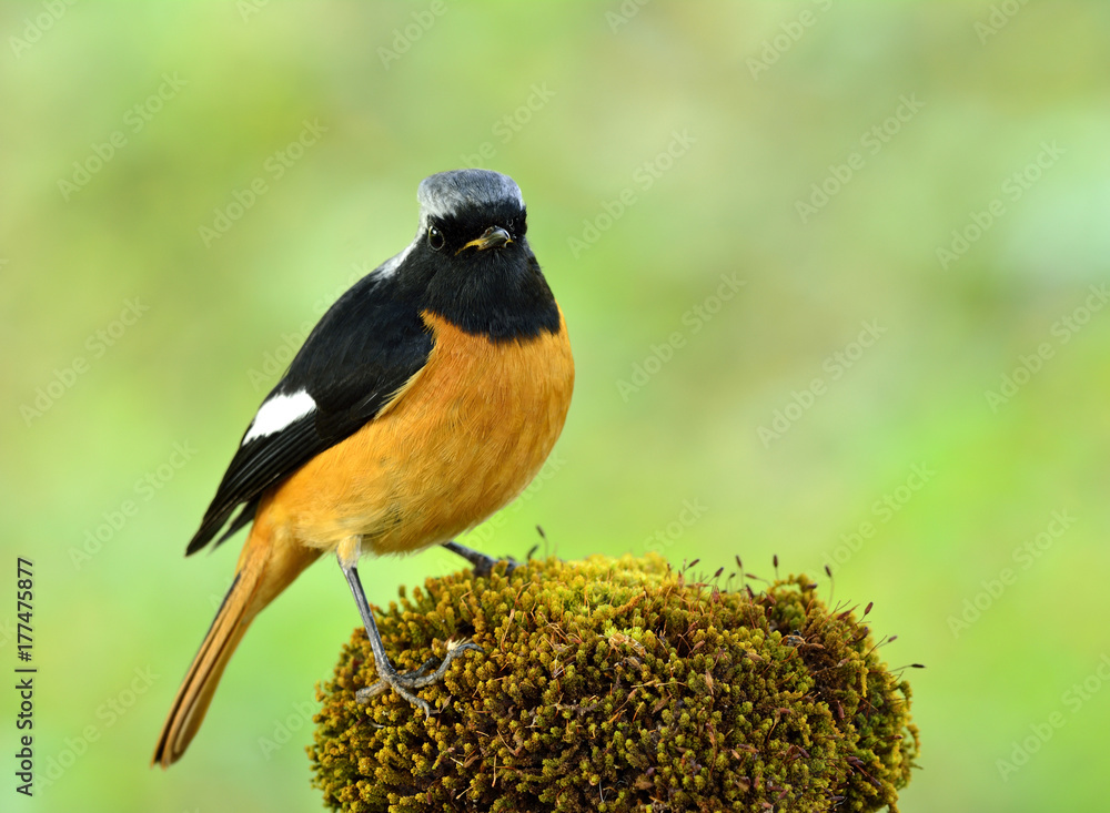 Daurian Redstart（Phoenicurus auroreus）雄性美丽的雀形目鸟类，有橙色的腹部和翅膀