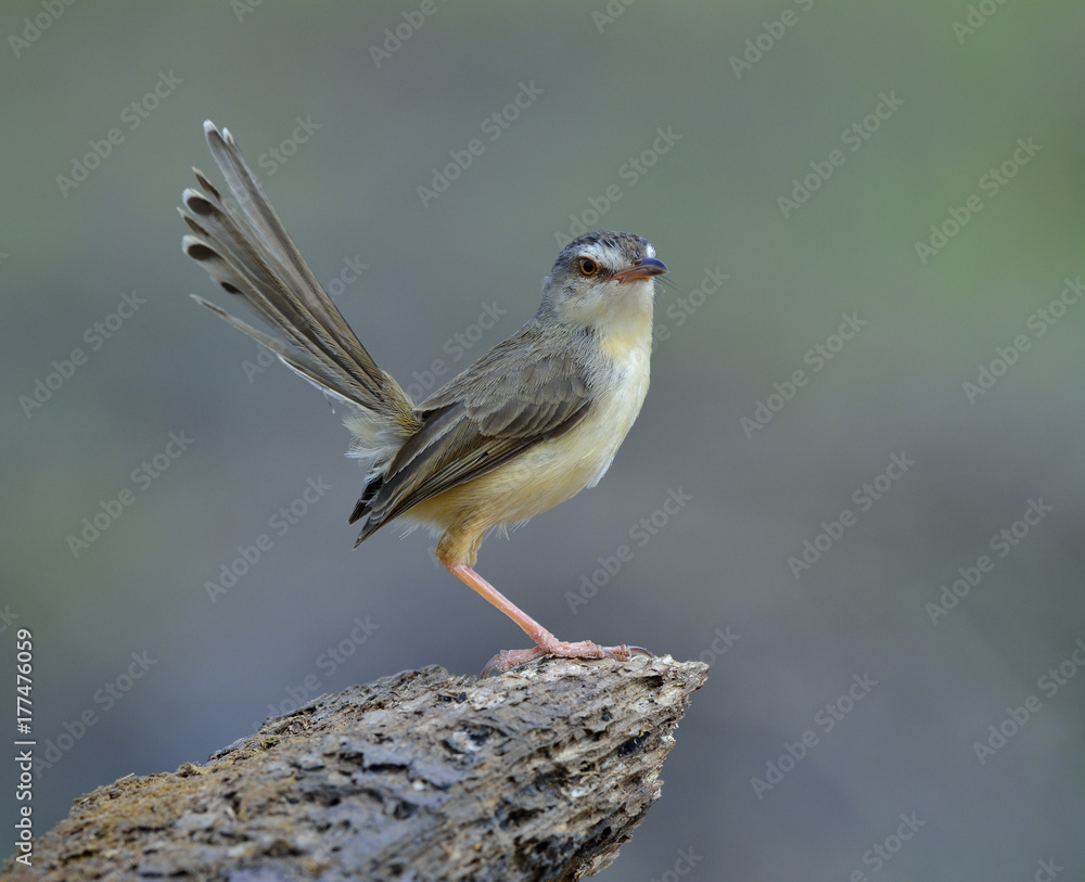 平原普里尼亚（Prinia inornata）美丽的棕色到黄色的鸟，摇着尾巴栖息在泥土上