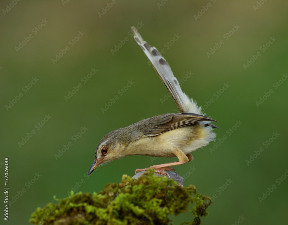 平原普里尼亚（Prinia inornata）美丽的灰色鸟栖息在一根棍子上，尾巴抬起寻找