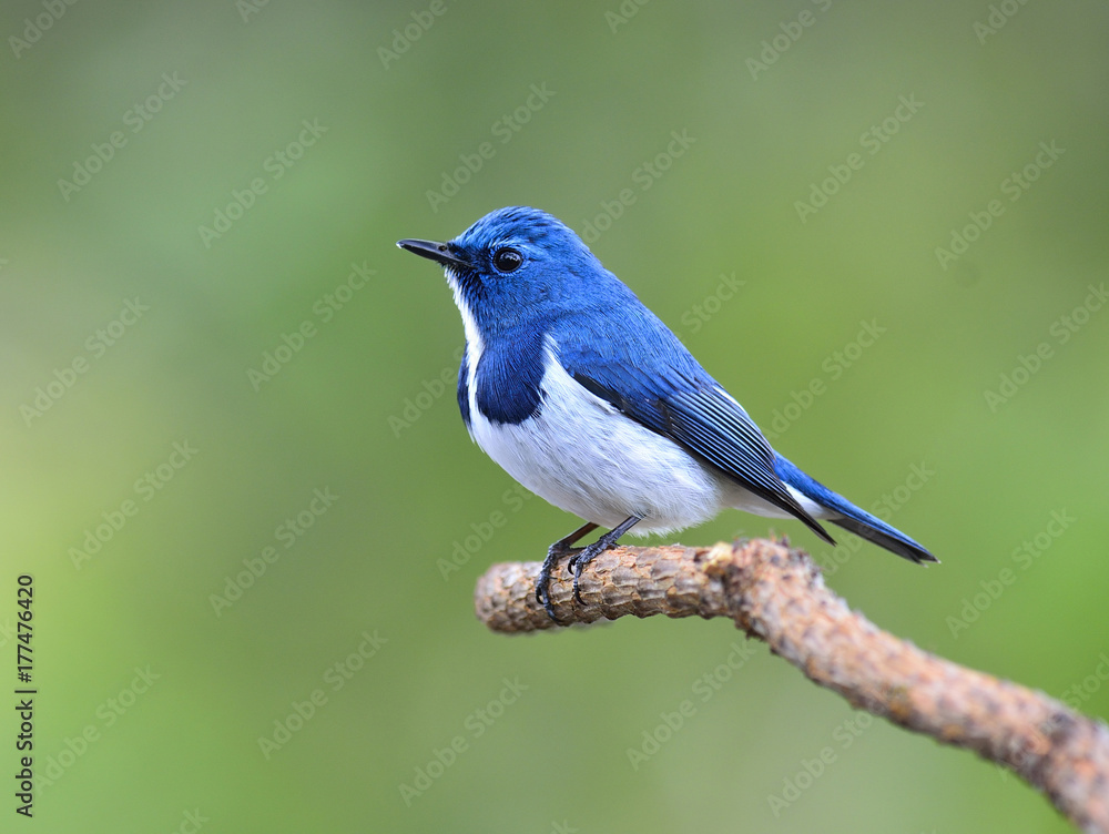 Ultamarine Flycatcher（superciliaris ficedula），一只美丽的蓝色鸟，栖息在树桩的尽头br