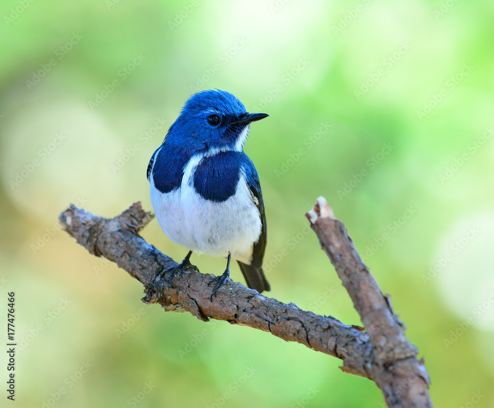 Ultamarine Flycatcher（superciliaris ficedula），一种美丽的蓝色鸟类，栖息在树枝上。