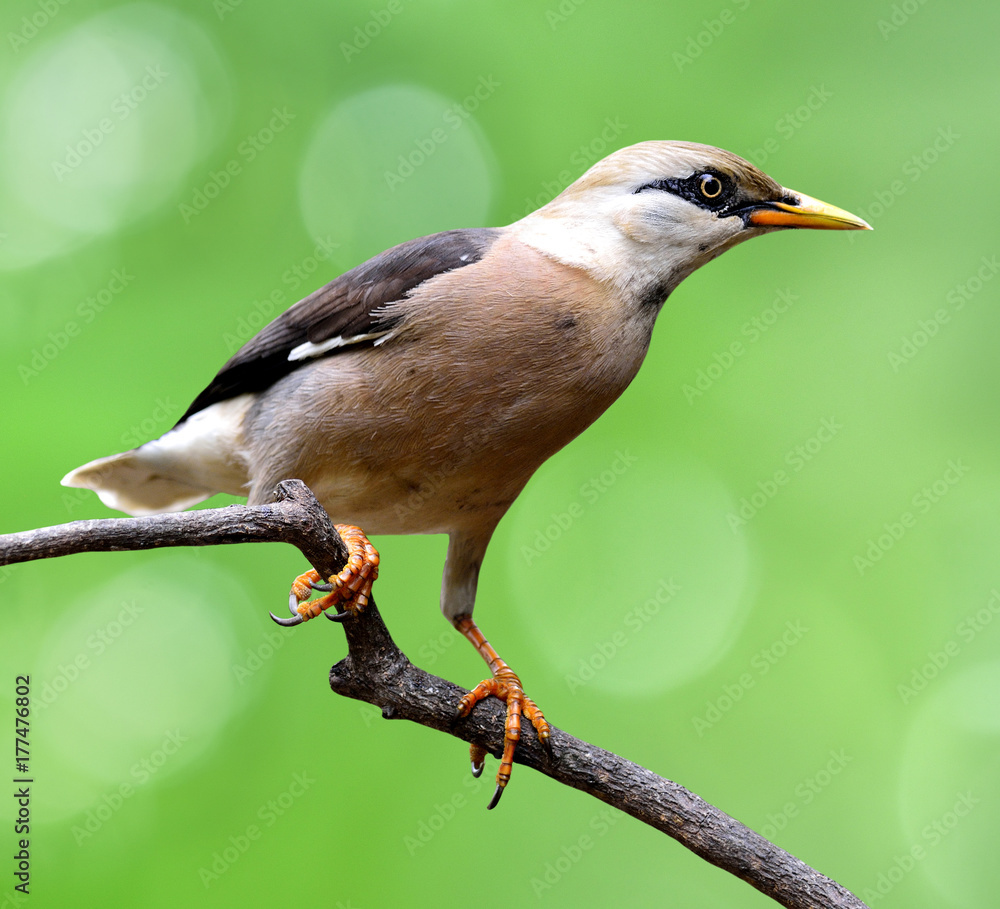 金星胸Starling（Sturnus burnamicus）美丽的棕色鸟与漂亮的boke栖息在树枝上