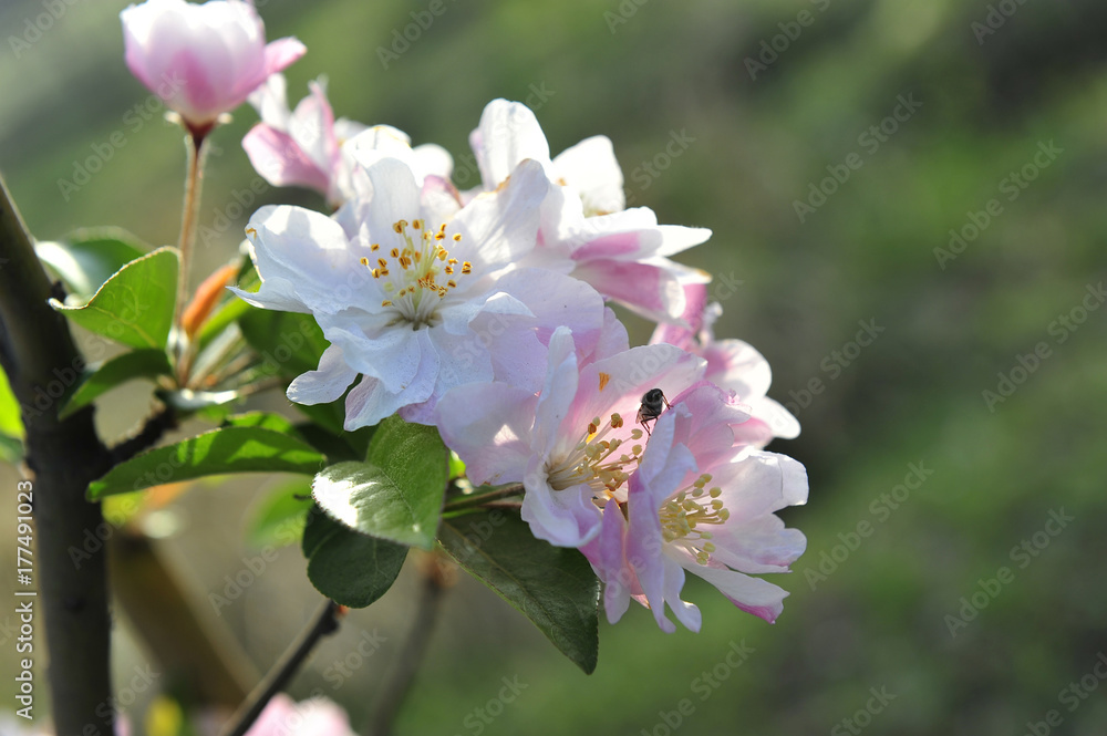 中华螃蟹苹果开花