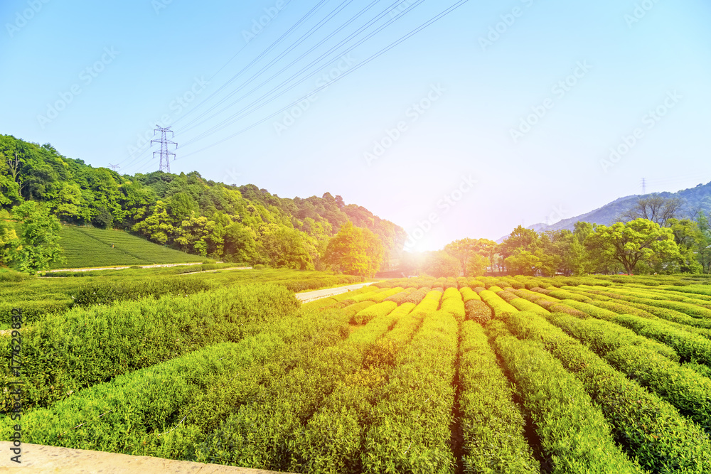 西湖杭州龙井茶园