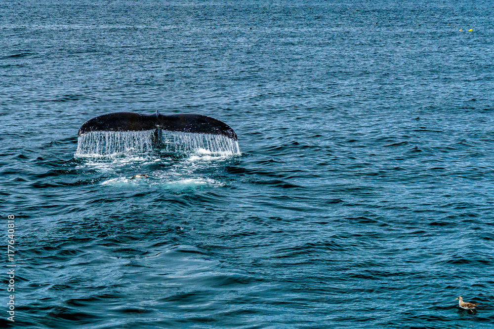 Humpback Whale Provincetown, Cape Cod, Massachussetts, US