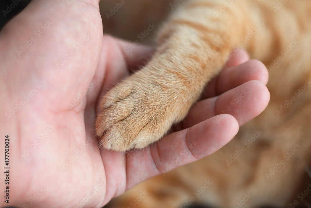 男人为爱牵着腿猫