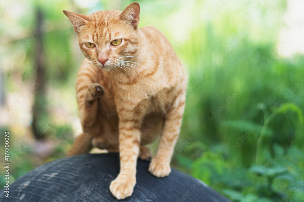 close up brown cat thai playing relaxed in nature