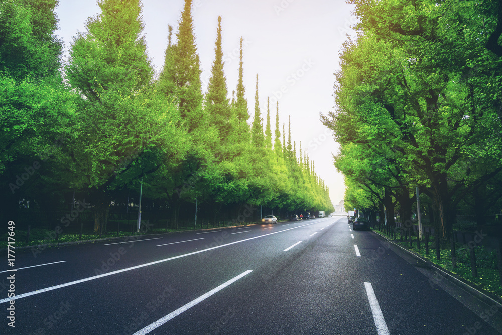 路边绿树成荫的美丽道路