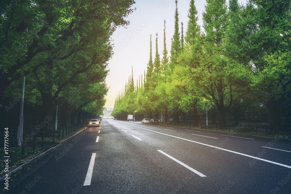 路边绿树成荫的美丽道路