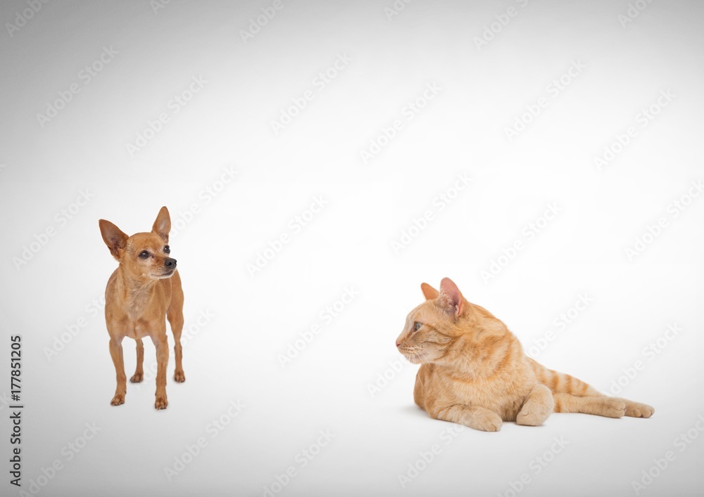 Cat looking at dog